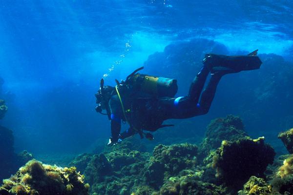 EU-funded researchers are regenerating marine forest ecosystems, supporting their crucial role in maintaining ocean biodiversity and resilience. © Johan Holmdahl, Shutterstock.com